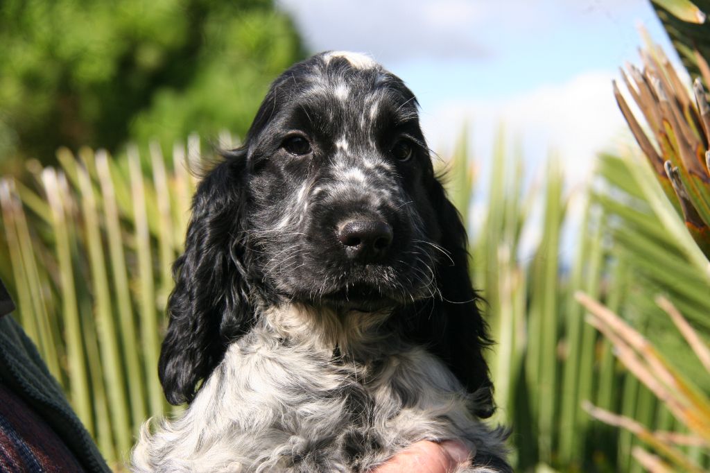 de la Taverniere - Chiot disponible  - Cocker Spaniel Anglais