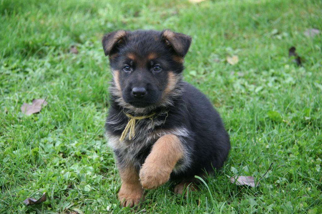 de la Taverniere - Chiot disponible  - Berger Allemand