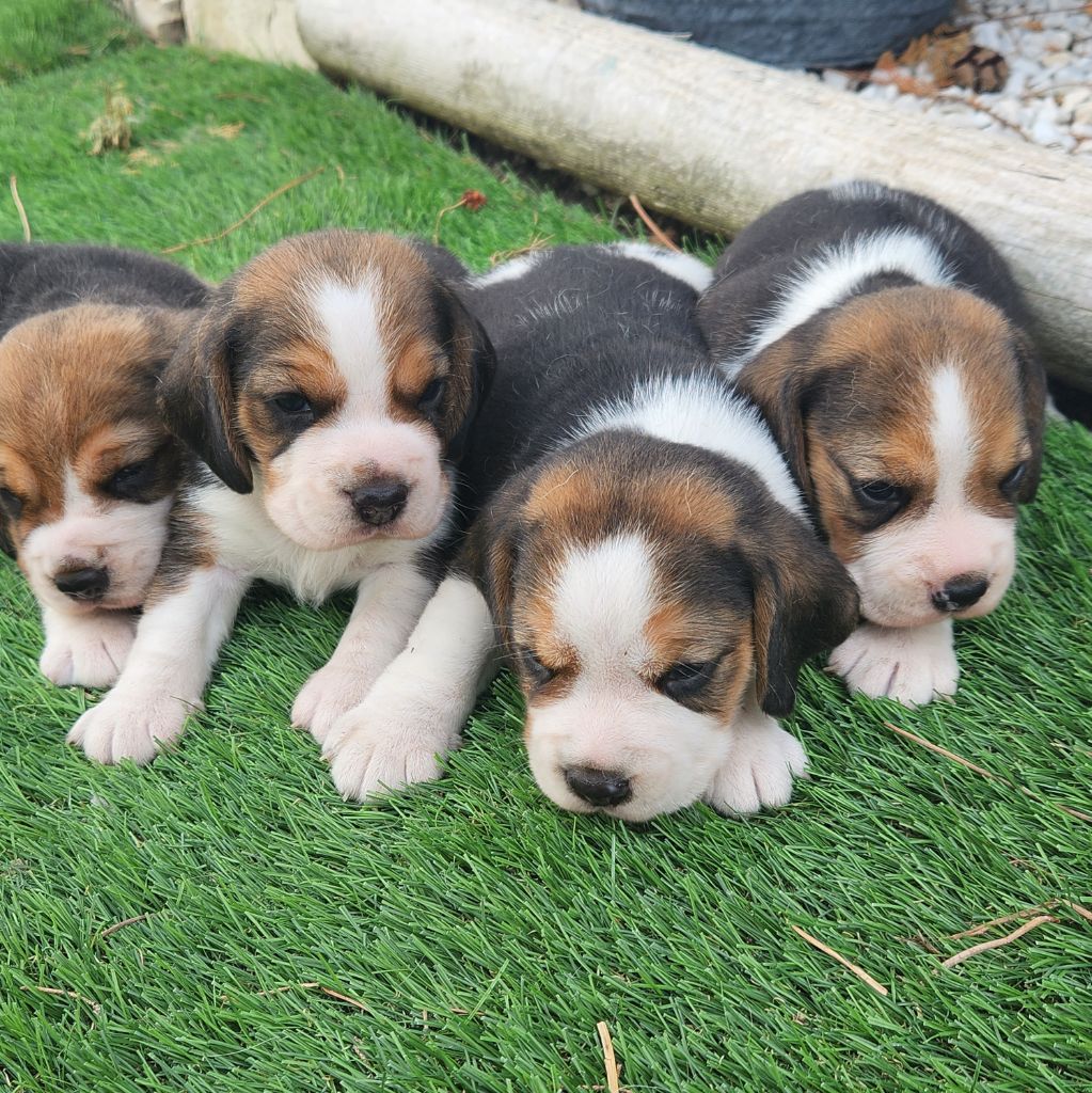 chiot Beagle de la Taverniere