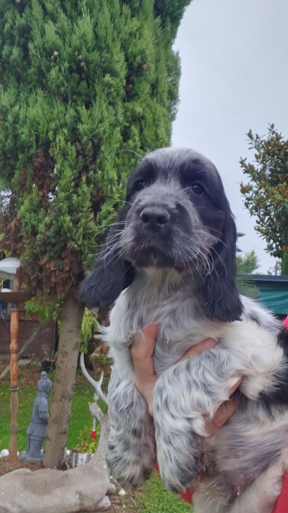 de la Taverniere - Chiot disponible  - Cocker Spaniel Anglais