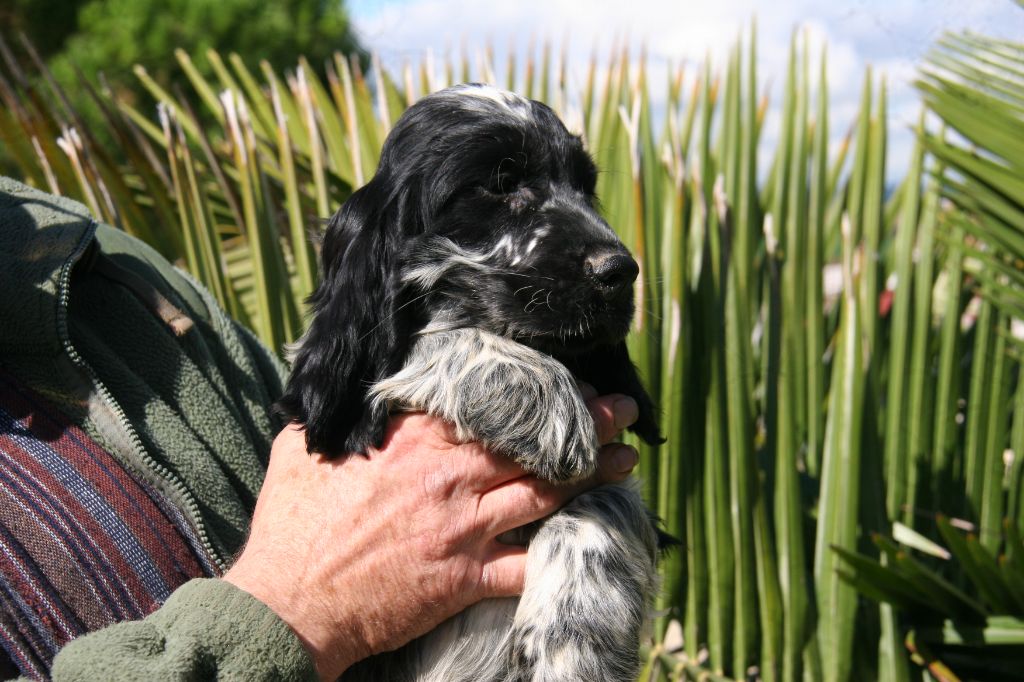 de la Taverniere - Chiot disponible  - Cocker Spaniel Anglais