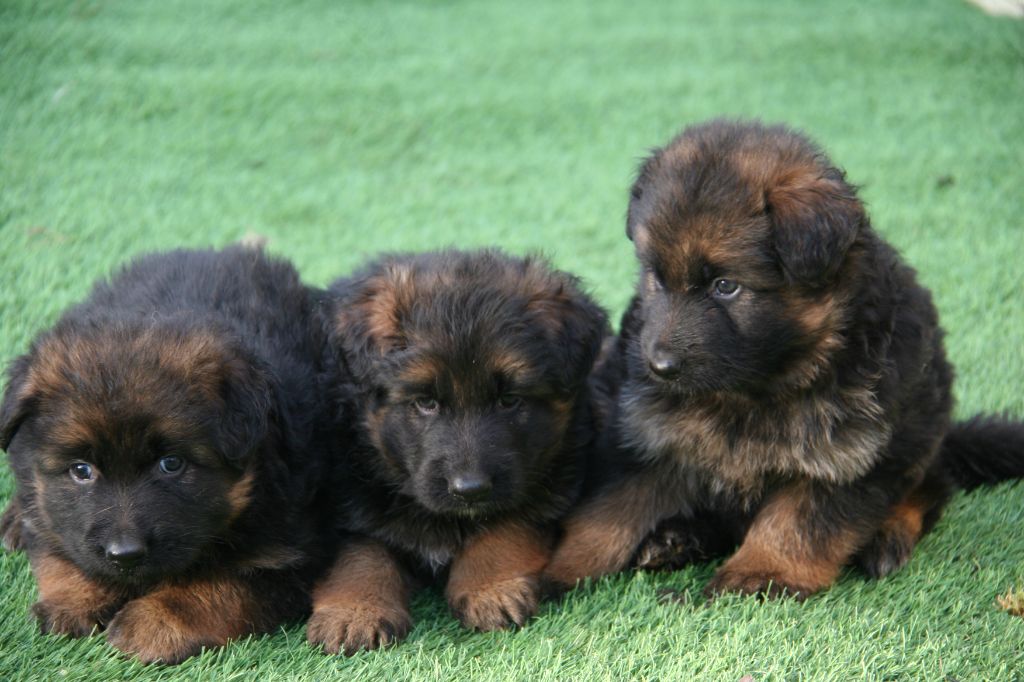 chiot Berger Allemand Poil Long de la Taverniere