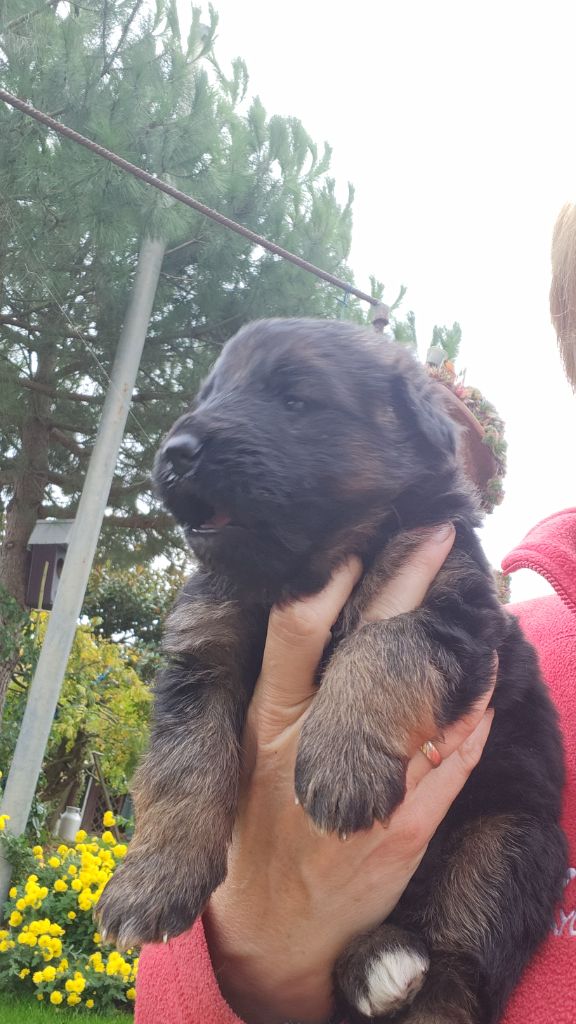 de la Taverniere - Chiot disponible  - Berger Allemand Poil Long