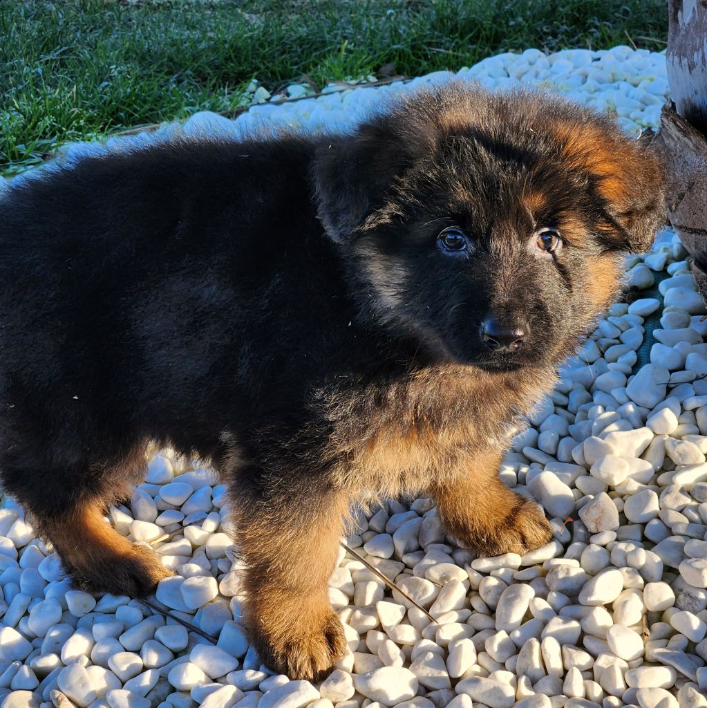 de la Taverniere - Chiot disponible  - Berger Allemand Poil Long