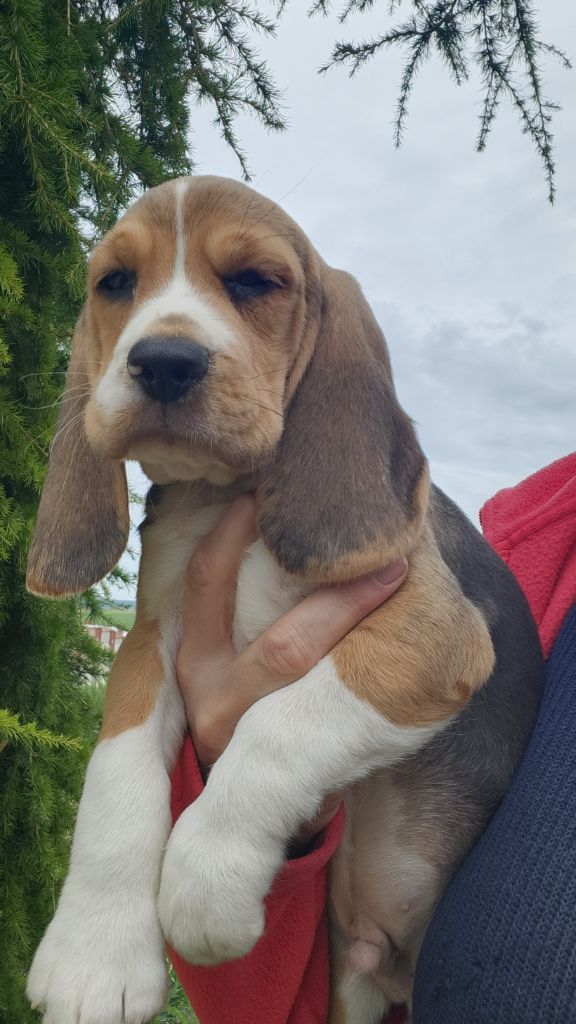 de la Taverniere - Chiot disponible  - Beagle