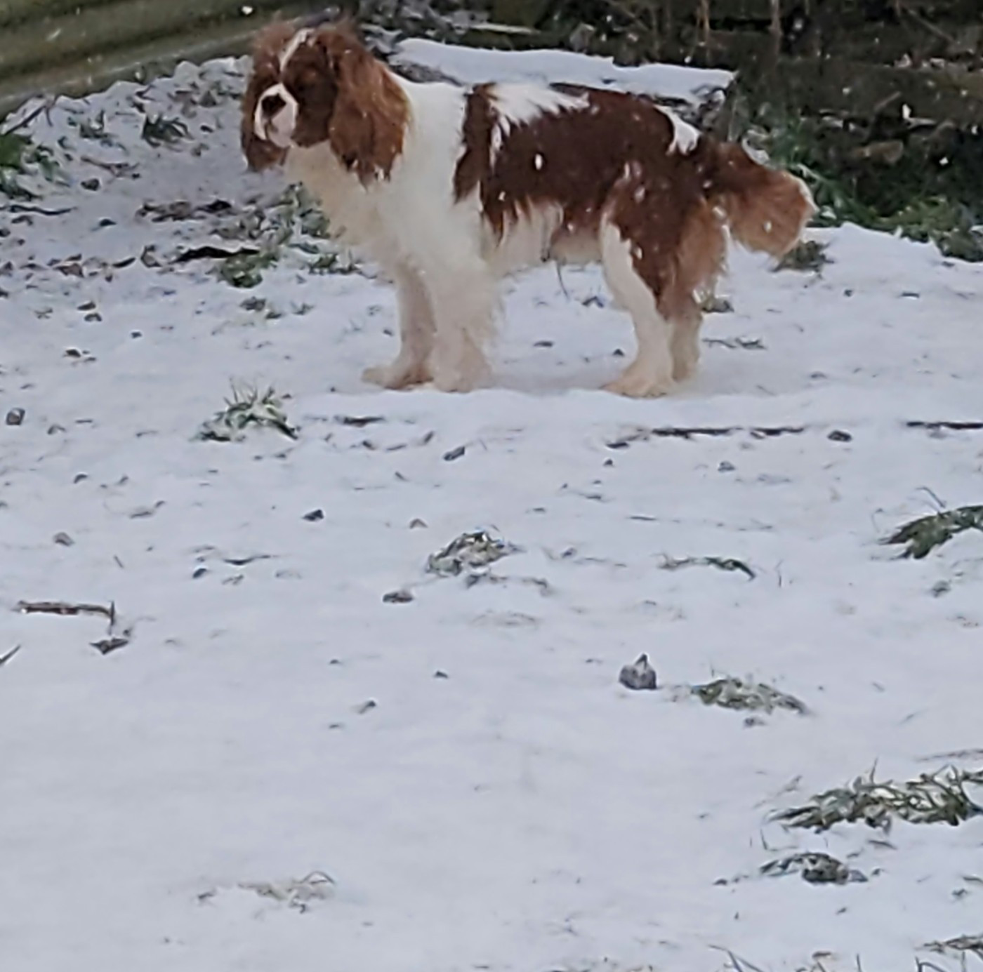 VALENTIN du domaine de la Louviotière