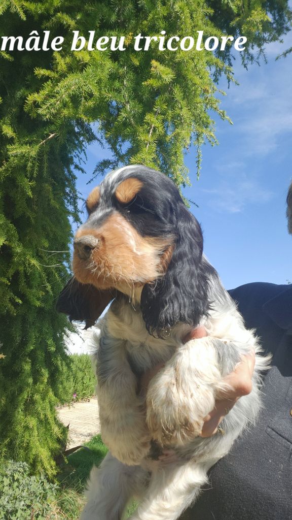de la Taverniere - Chiots disponibles - Cocker Spaniel Anglais