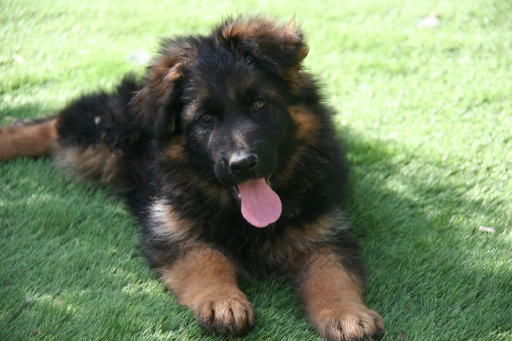 de la Taverniere - Chiots disponibles - Berger Allemand Poil Long
