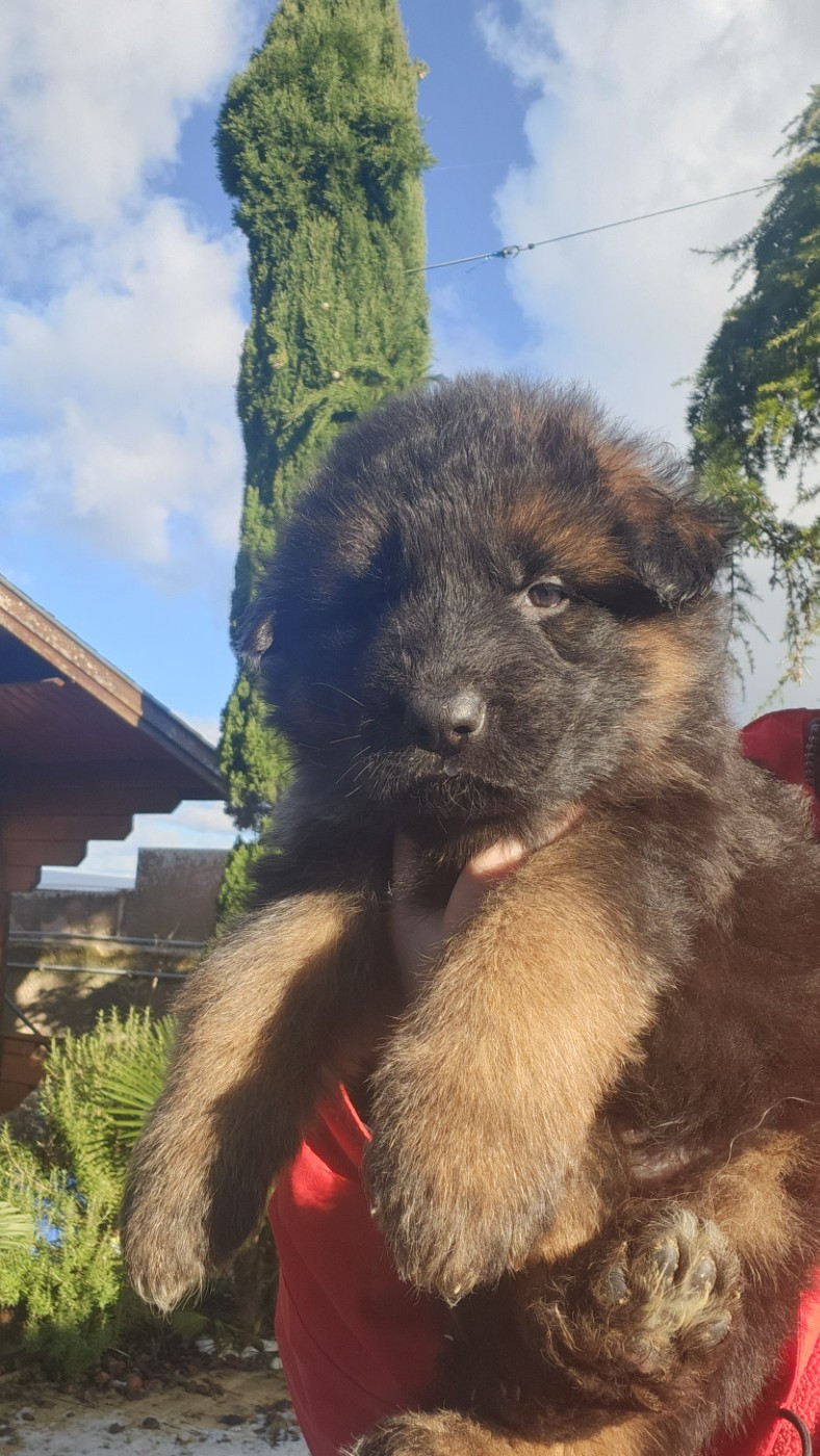 de la Taverniere - Chiots disponibles - Berger Allemand Poil Long
