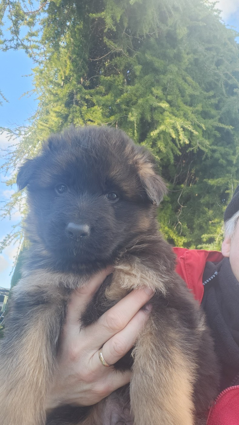 de la Taverniere - Chiots disponibles - Berger Allemand Poil Long