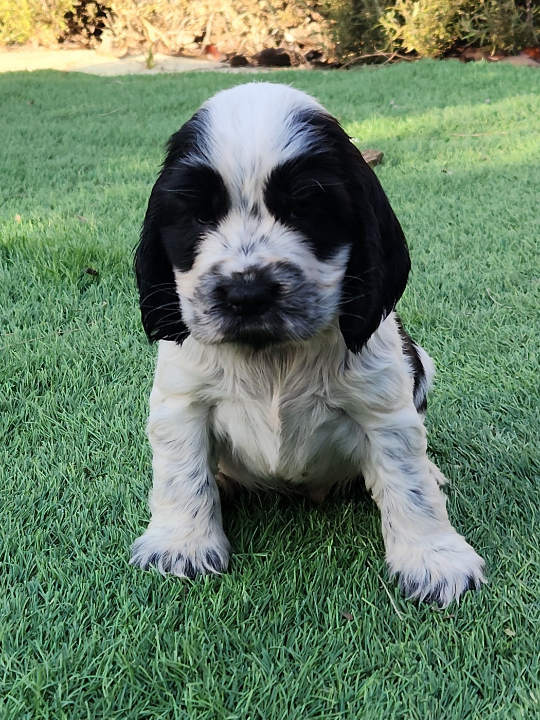 de la Taverniere - Chiots disponibles - Cocker Spaniel Anglais