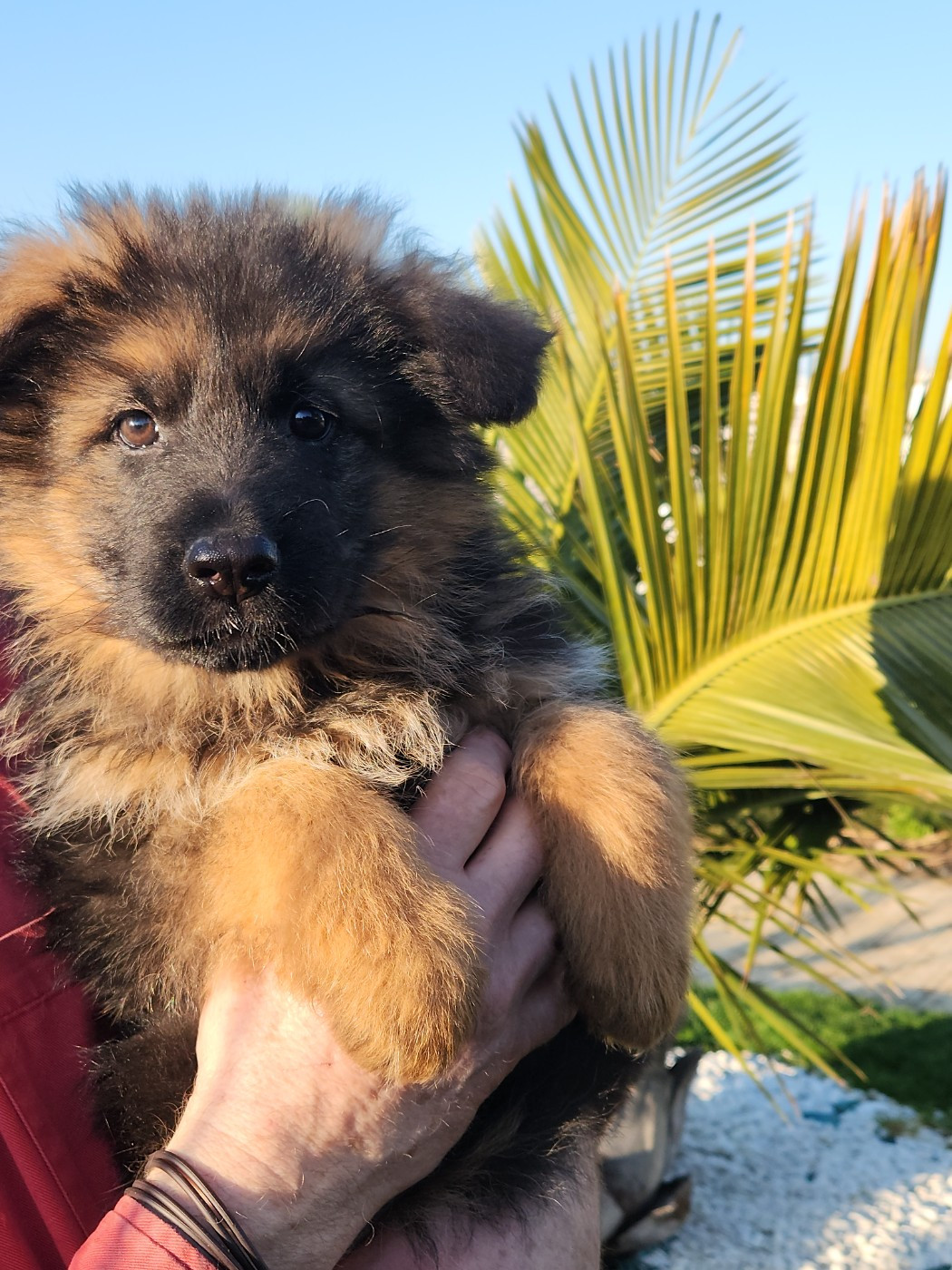 de la Taverniere - Chiots disponibles - Berger Allemand Poil Long