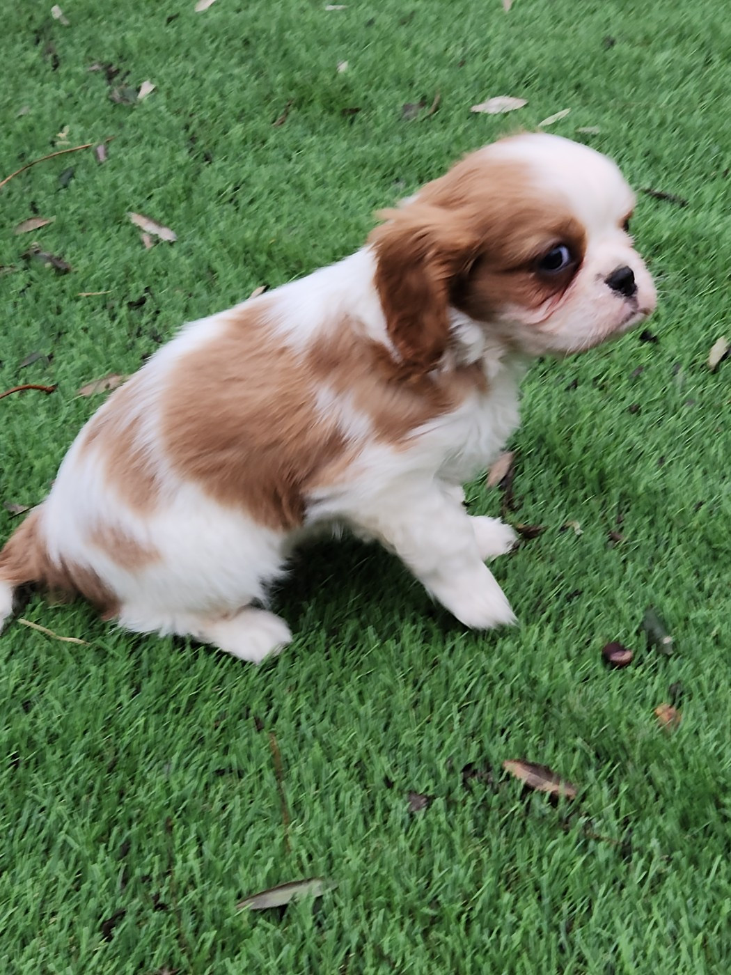 de la Taverniere - Chiots disponibles - Cavalier King Charles Spaniel