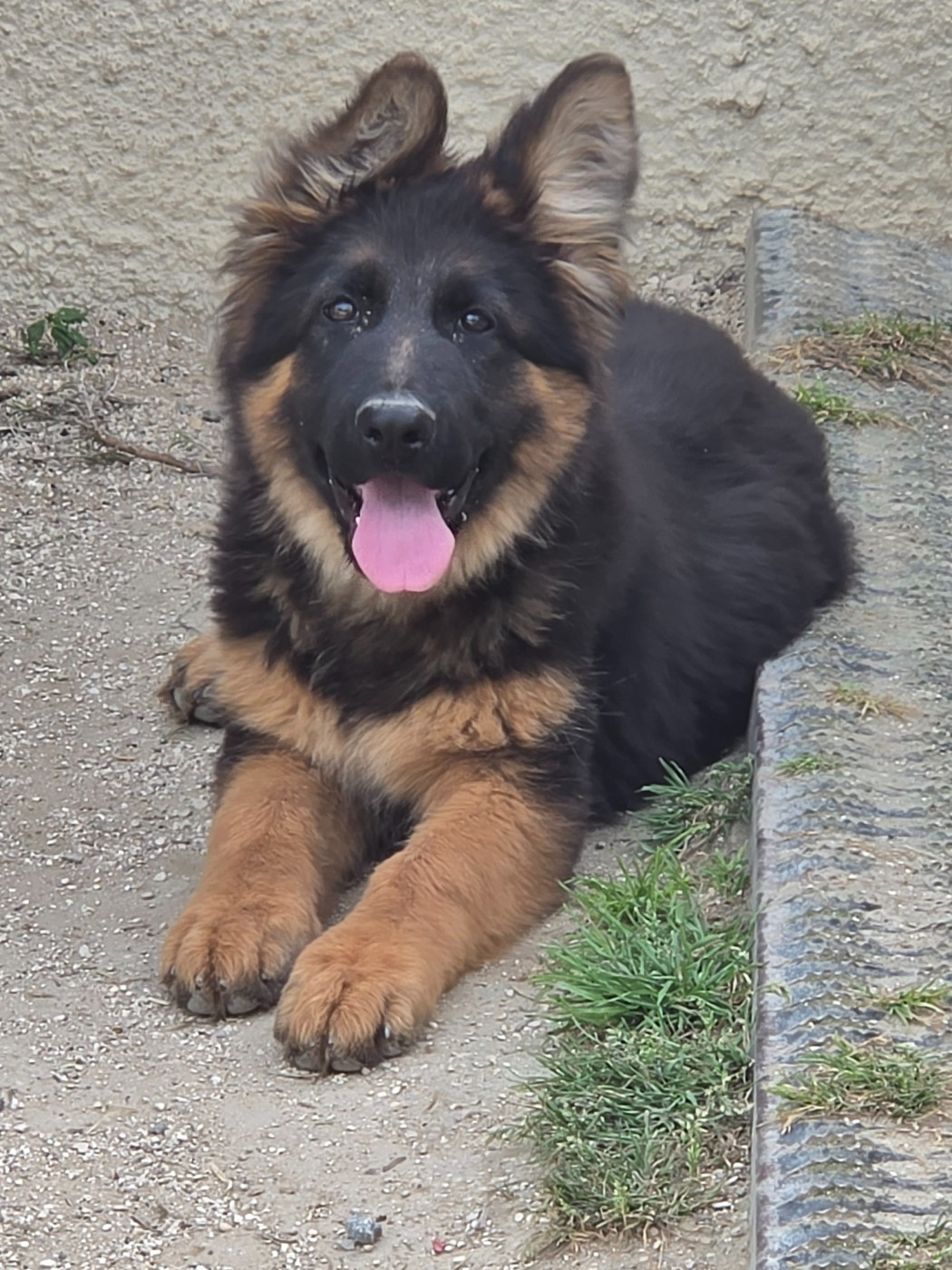 de la Taverniere - Chiots disponibles - Berger Allemand Poil Long