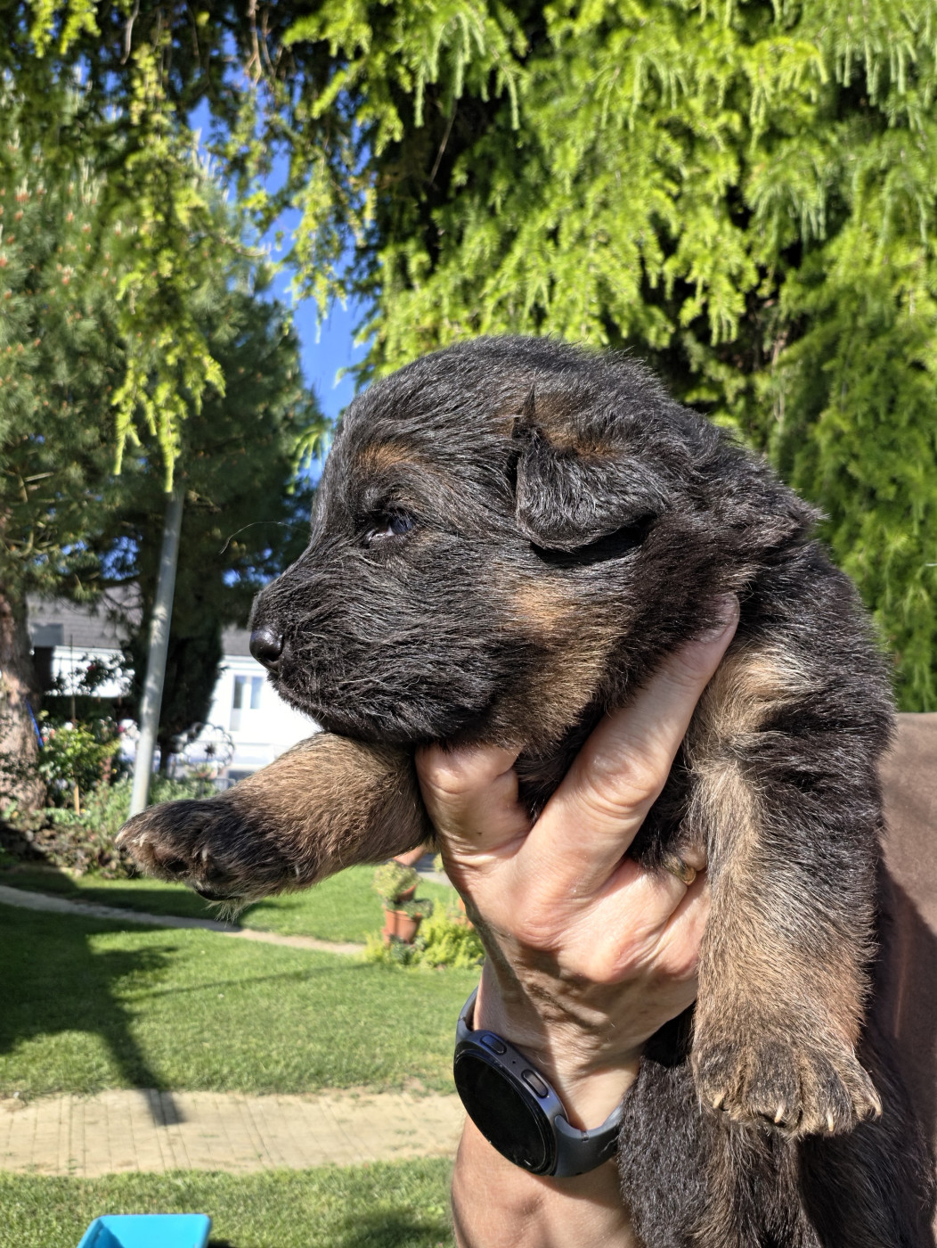 de la Taverniere - Chiots disponibles - Berger Allemand Poil Long