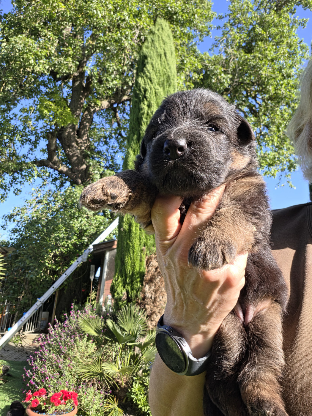 de la Taverniere - Chiots disponibles - Berger Allemand Poil Long