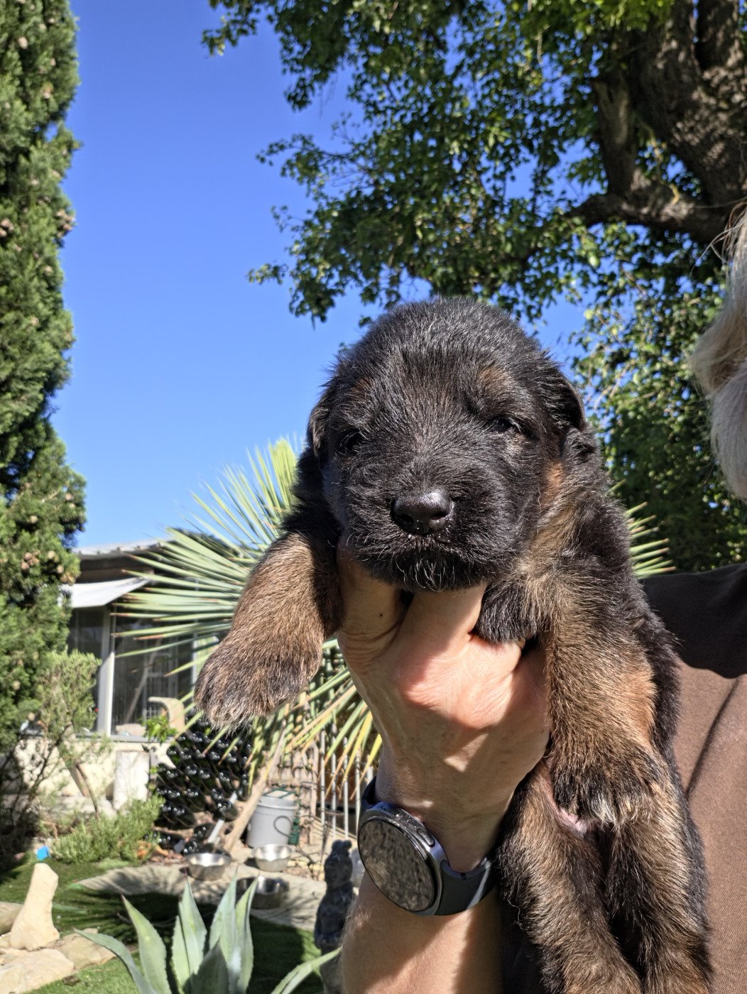 de la Taverniere - Chiots disponibles - Berger Allemand Poil Long