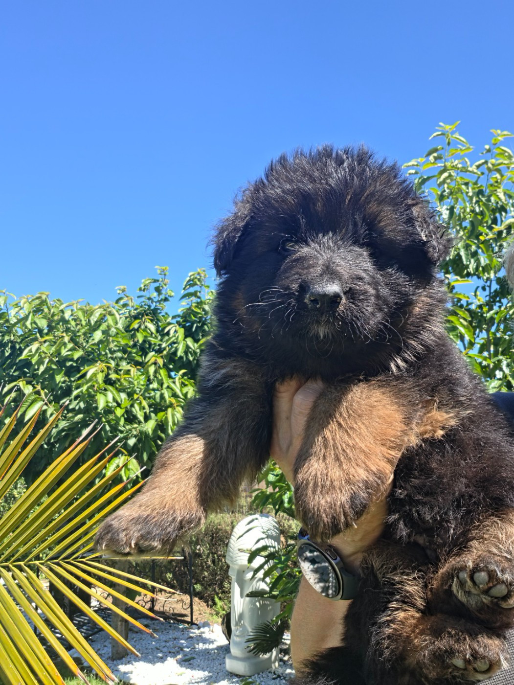 de la Taverniere - Chiots disponibles - Berger Allemand Poil Long