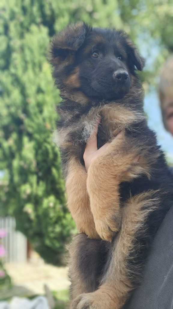 de la Taverniere - Chiots disponibles - Berger Allemand Poil Long