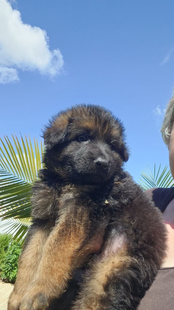 de la Taverniere - Chiots disponibles - Berger Allemand Poil Long