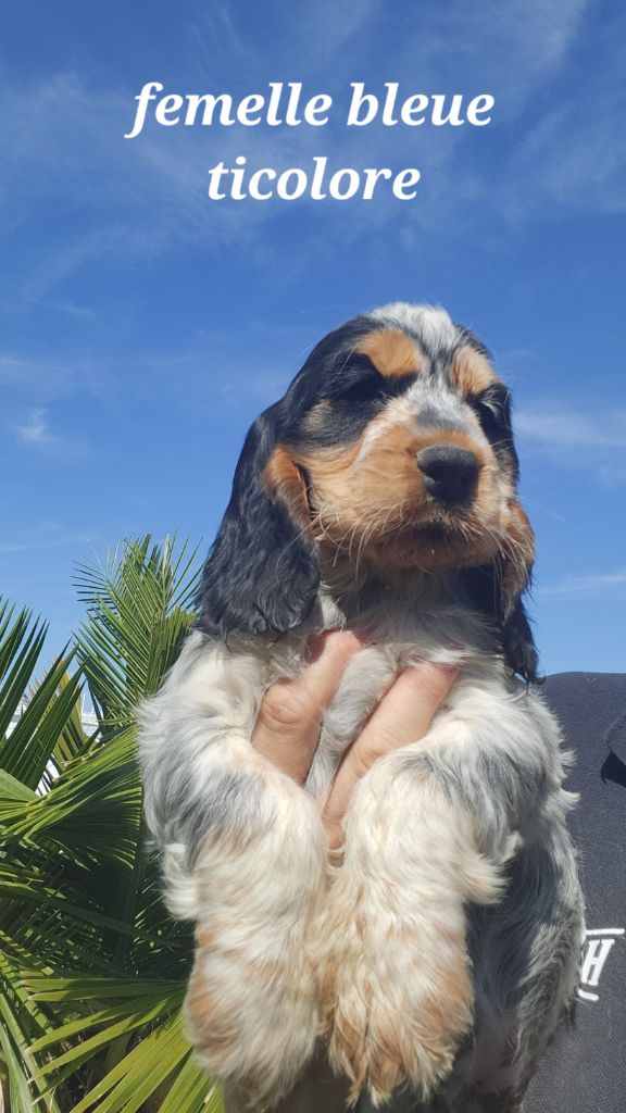 de la Taverniere - Chiots disponibles - Cocker Spaniel Anglais