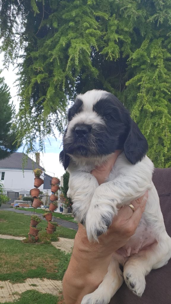 de la Taverniere - Chiots disponibles - Cocker Spaniel Anglais