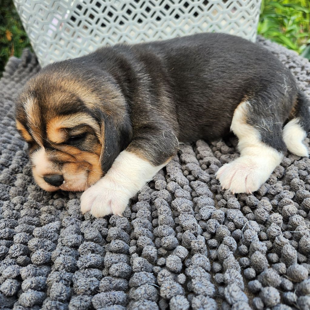 de la Taverniere - Chiots disponibles - Beagle