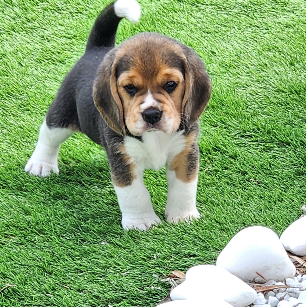 de la Taverniere - Chiots disponibles - Beagle