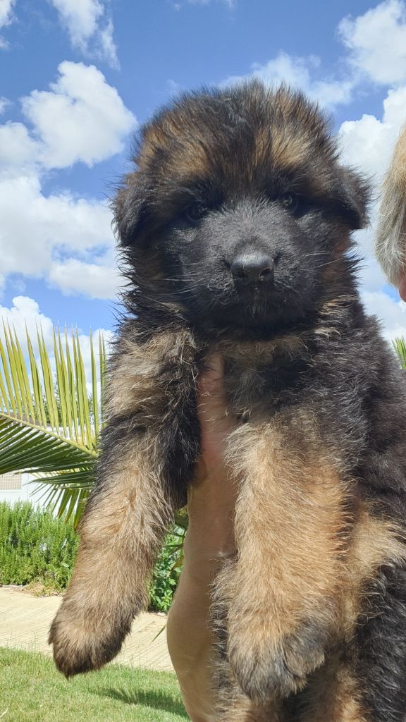 de la Taverniere - Chiots disponibles - Berger Allemand Poil Long