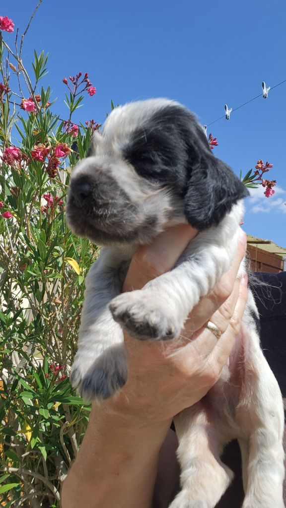 de la Taverniere - Chiots disponibles - Cocker Spaniel Anglais