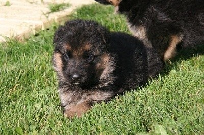 CHIOT