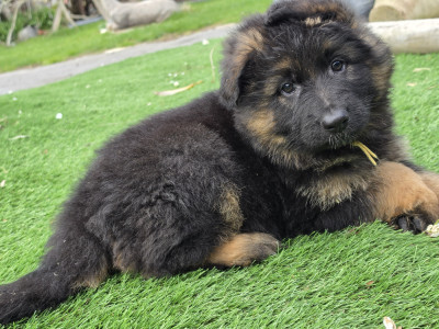 Chiot N°3