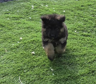 Chiot N°4