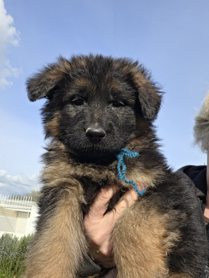 Chiot N°5