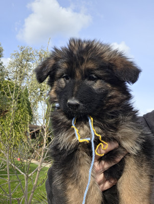 Chiot N°6