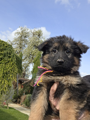 Chiot N°7