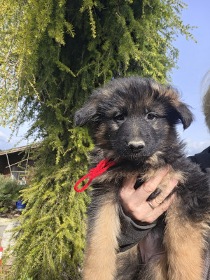 Chiot N°8
