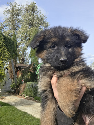 Chiot N°9