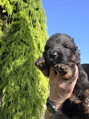Chiot N°1