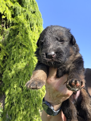 Chiot N°2