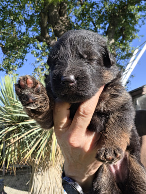 Chiot N°4