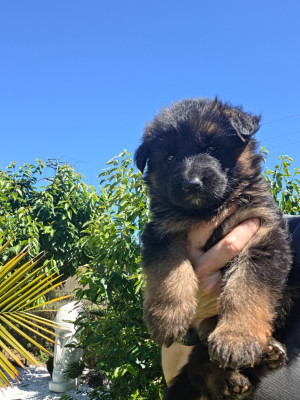 Chiot N°2