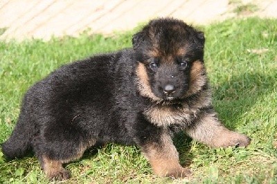 CHIOT