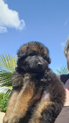 CHIOT 1