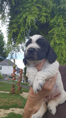 CHIOT 4