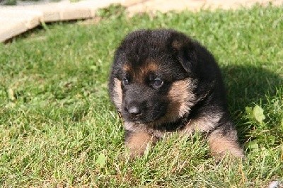 CHIOT