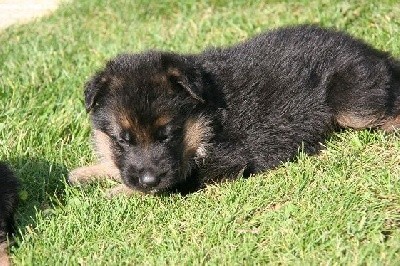 CHIOT