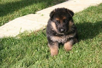 CHIOT