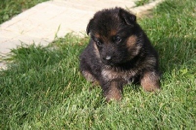 CHIOT