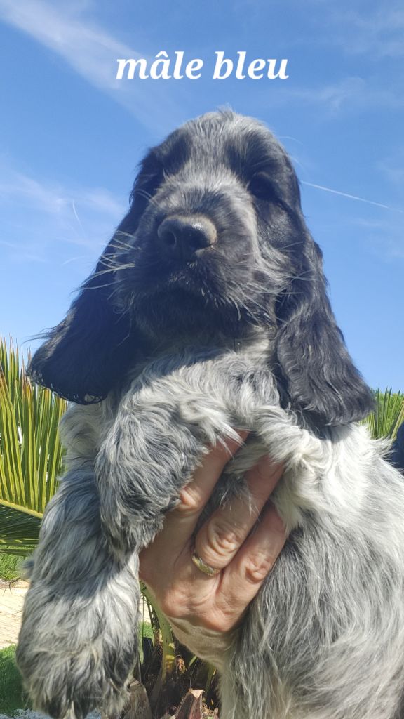 de la Taverniere - Chiots disponibles - Cocker Spaniel Anglais